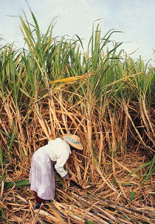 sugar cane