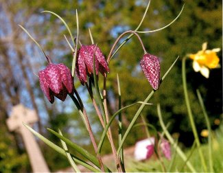 Churchyard fritillaries