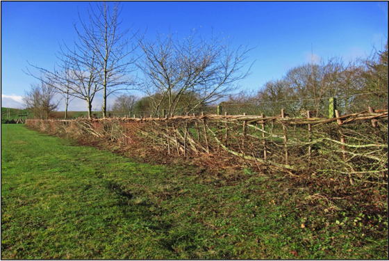 Hedge laying