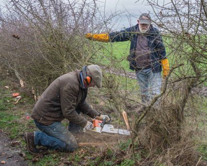 Hedge laying