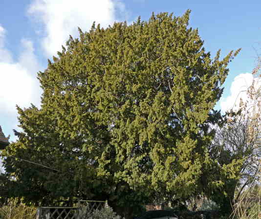 400 year old yew tree