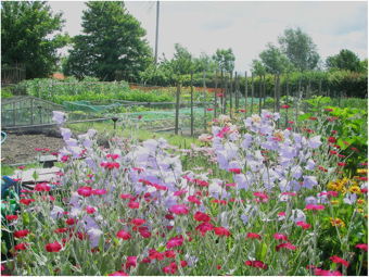Flowers in allotment