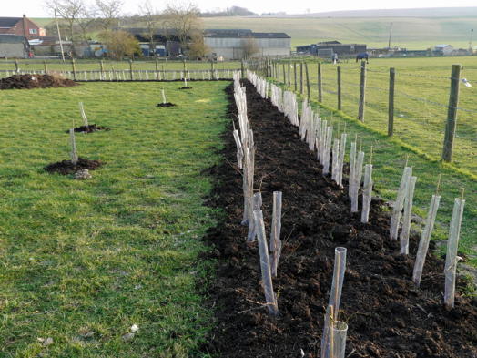 Part of the new hedge