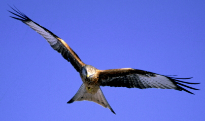 Red kite