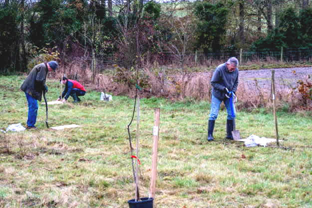 tree planting