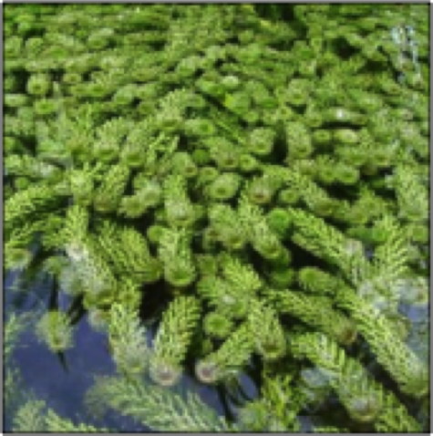 pondweed