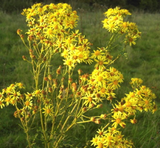 Flowering ragwort