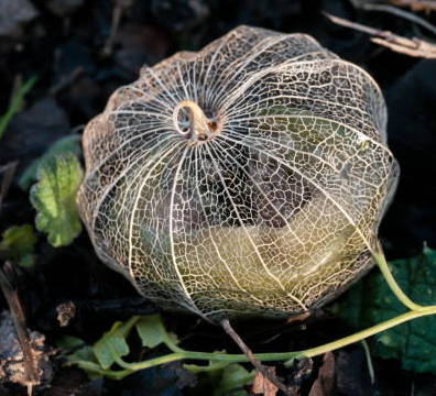 tomatillo remains in autumn