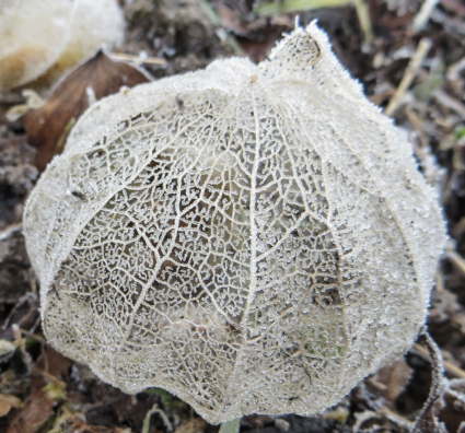 tomatillo remains in winter